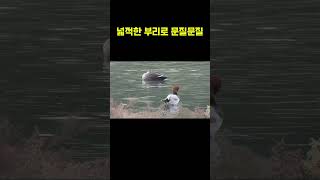 흰죽지의 문질문질겨울철새흰죽지깃털손질Pochard [upl. by Archy]