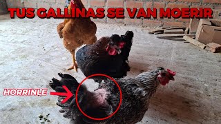 Tus gallinas comen plumas mira la solución [upl. by Ainiger]