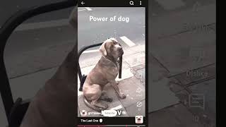 Powder of dog [upl. by Landes]