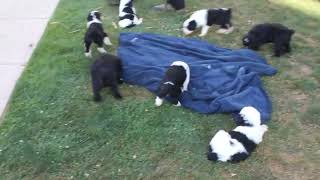 Sheepadoodle Puppies For Sale [upl. by Anilegnave944]