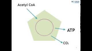 The Role of the Krebs Cycle in Metabolism [upl. by Wesa]