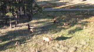 Alpine AZ Elk from above [upl. by Annazor]