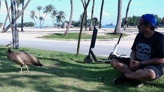 SCOOTING IN SENTOSA Yay or Nay  Electric Scooter  Mobot TV EP4 [upl. by Lennad]