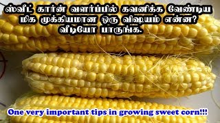 ஸ்வீட் கார்ன் Sweet Corn வளர்ப்பில் கவனிக்க வேண்டிய முக்கியமான ஒரு விஷயம் என்ன வீடியோ பாருங்க [upl. by Imac]