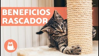 Árbol rascador para gatos – Beneficios y dónde colocarlo [upl. by Ripp299]