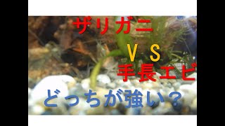 ザリガニVS手長エビ どっちが強いの？ [upl. by Ecirahc]