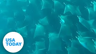 Diver witnesses breathtaking view as fever of stingrays swimming underwater  USA TODAY [upl. by Annoek118]