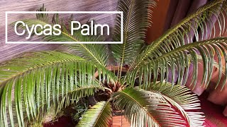 Cycas Palm  How To Care For Sago Palm  Indoor Plant Care and Maintenance cycasrevoluta sagopalm [upl. by Notsnhoj581]