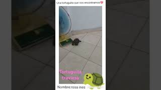 tortuguita traviesa💞✨ cuteanimal tortuguita tortuga cute [upl. by Eibur]