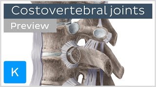 Costovertebral joints and ligaments preview  Human Anatomy  Kenhub [upl. by Nuarb]