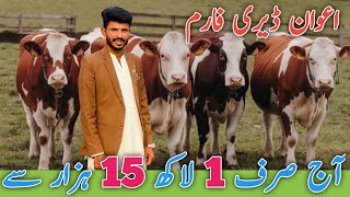 imported Heifers And Friesian Cows For sale at Awan Dairy Farm JaniBest [upl. by Gardal]