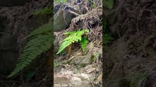 Dryopteris commonly called the wood ferns [upl. by Beckerman737]