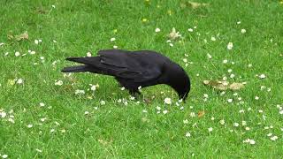 Crow in the daisies [upl. by Elie361]