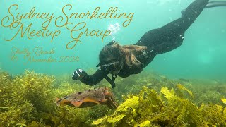 Sydney Snorkelling Meetup Group  Shelly Beach Sydney 10 November 2024 [upl. by Tnomel]