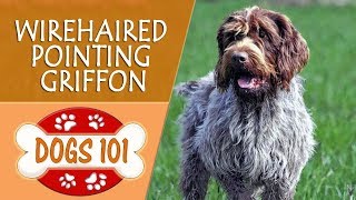 Dogs 101  WIREHAIRED POINTING GRIFFON  Top Dog Facts About the WIREHAIRED POINTING GRIFFON [upl. by Lewin356]