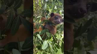 Kinkajou Honey Bear enjoying the ☀️ Florida weather [upl. by Ringe]