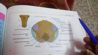 MEDULLA OBLONGATA internal featuresat pyramid decussation levelpart 1 [upl. by Ytirahs]