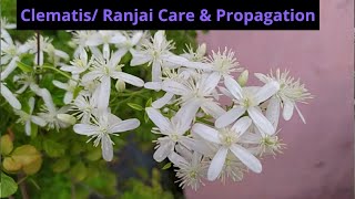 Clematis Ranjai Cutting Propagation amp Care Best Fragrant flower plant [upl. by Haronid699]