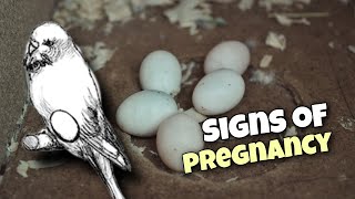 5 Signs of Pregnancy in Budgie [upl. by Herold]