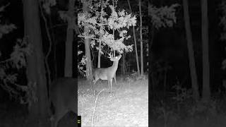 Shooter Buck on a Alabama Mock Scrape [upl. by Braunstein]