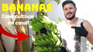 PLANTAR BANANA EM CASA  APRENDA AGORA [upl. by Sabir]