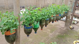 Secret Tips for Thriving Green Pea Plants in Your Home [upl. by Giffy]