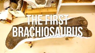 The First Brachiosaurus [upl. by Renaud]