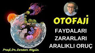 Otofaji nedir Faydaları Zararları Serdar Akgün Sağlık Videoları [upl. by Ilysa]