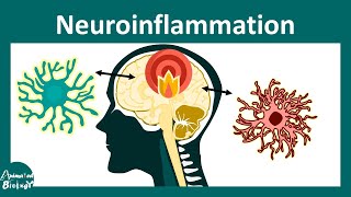 Neuroinflammation  Role of microglia in Neuroinflammation [upl. by Kurth]