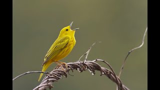 20240504 yellow warbler nesting pleasant valley yt [upl. by Nylteak325]