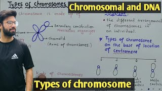 Chromosome structure and Its types  Class 12 Biology [upl. by Tirrag55]