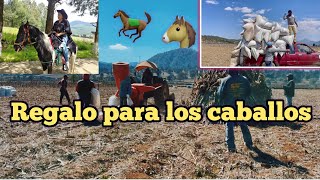 ASI ES COMO AGRADECEMOS A LOS CABALLOS QUE USAMOS PARA TRABAJAR LAS TIERRAS amando a los animalitos [upl. by Elbon29]