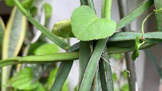 Cissus Quadrangularis General Care Guide Sunlight Propagation Fertilization [upl. by Malkin]