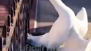 This man rescued a trapped swan and received an unexpected surprise lateranimal shortyoutubeshort [upl. by Ydal]