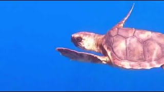 Après deux mois de soins la tortue Gigi relâchée au large d’Antibes [upl. by Nayar]