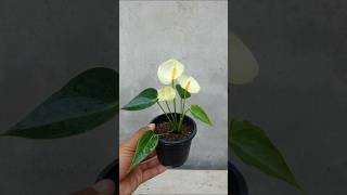 Anthurium propagation garden ideaingarden houseplants gardening [upl. by Ainesell]