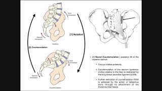 The Sacroiliac Joint  Sacral Nutation and Counternutation [upl. by Allanson]