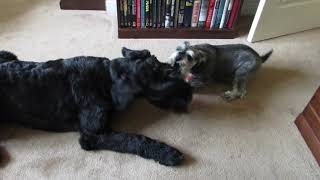 Giant Schnauzer Puppy Playing with Miniature Schnauzer 2 [upl. by Nett631]