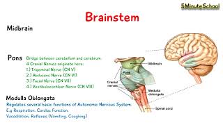 Brainstem  Midbrain Pons and Medulla Oblongata  EXPLAINED [upl. by Ner57]