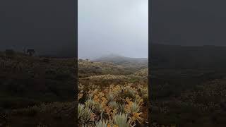 POESIA Y PAISAJE en Chingaza Colombia [upl. by Ahsinat]