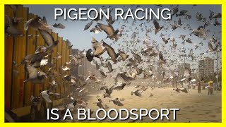 Why Are Birds Killed for The MultiMillion Dollar Sport of Pigeon Racing [upl. by Hollah780]