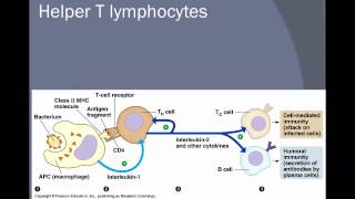 Helper T cells vs Killer T cellsmov [upl. by Kunin104]