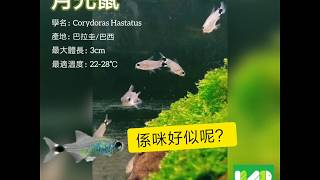 月光鼠 Corydoras Hastatus [upl. by Breena]