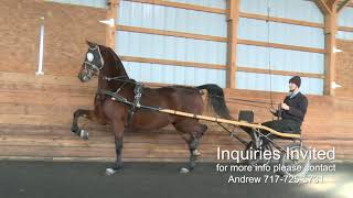 UNBIASED Morgan Mare For Sale [upl. by Relyhcs]