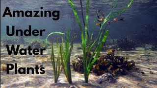 Amazing Under Water Plants  Aquatic Plants [upl. by Ssyla]