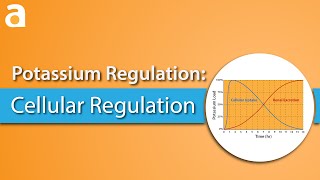 Potassium Regulation Cellular Regulation [upl. by Anidam]