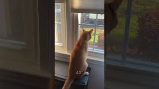 The indoor cat itching to get outside spoiled catvideos catshorts catlaughs [upl. by Roach]