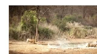 Tiger Hunting Deer In Sariska National Park [upl. by Elspet]