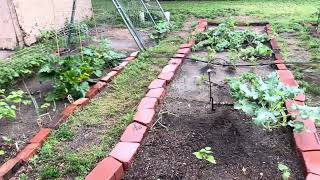 First Impression of the Rain Bird drip irrigation [upl. by Arobed]