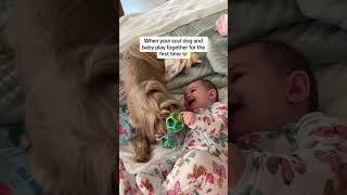 Dogs like babies funny dog family [upl. by Forkey871]